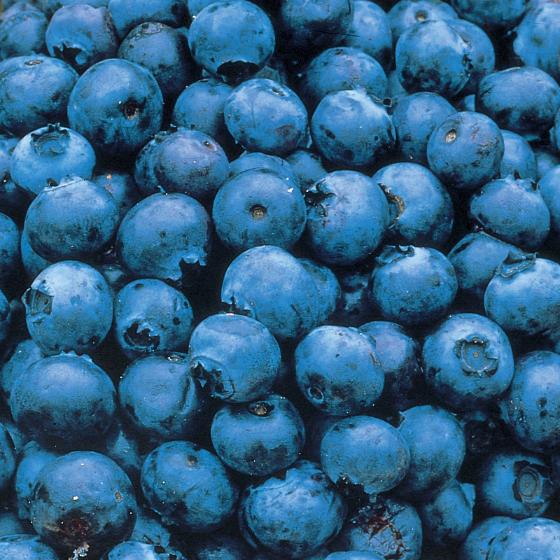 Blueberry