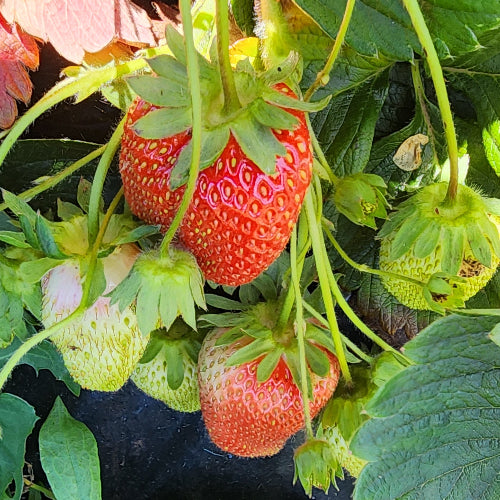 royal sovereign strawberry seeds Strawberry Alinta – CleanGROW