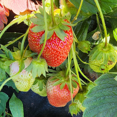 Strawberry Alinta