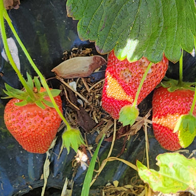 Strawberry Melba