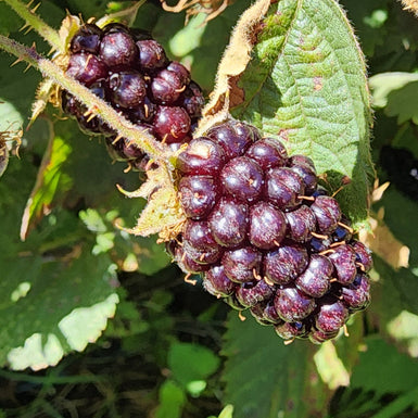 Blackberry  Waldo