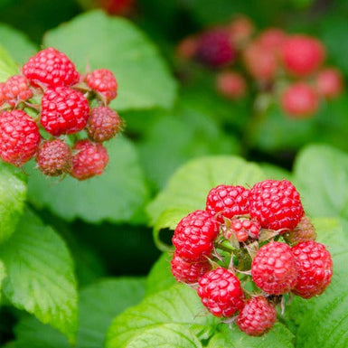 Raspberry Coho *AVAILABLE NOW*