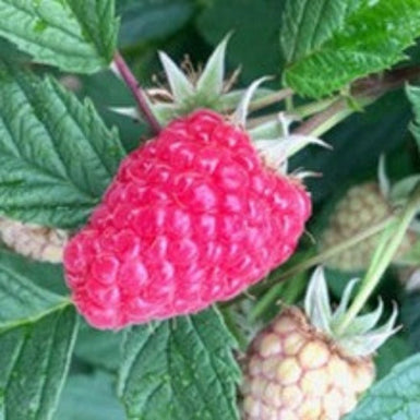 Raspberry Korere PBR *AVAILABLE NOW*