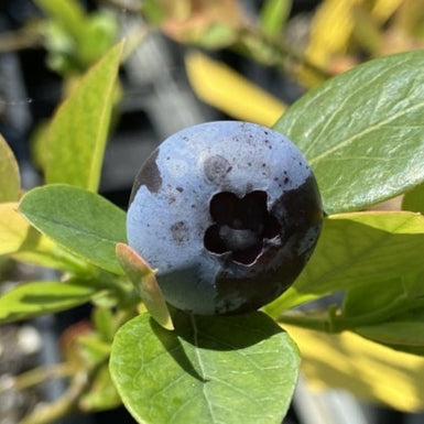 Blueberry  Gulf Coast