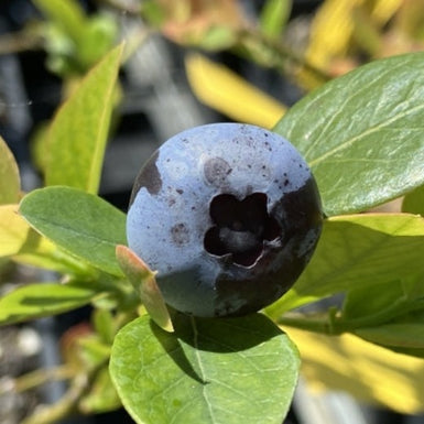 Blueberry Gulf Coast Paddock Ready