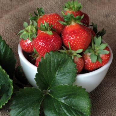 Strawberry Alinta