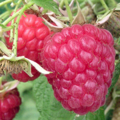 Raspberry Bogong