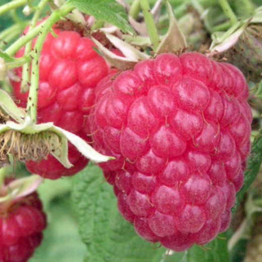 Raspberry Bogong – CleanGROW