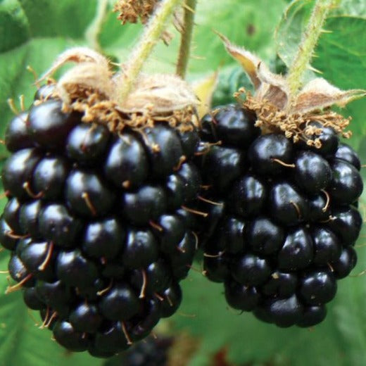 Marionberry