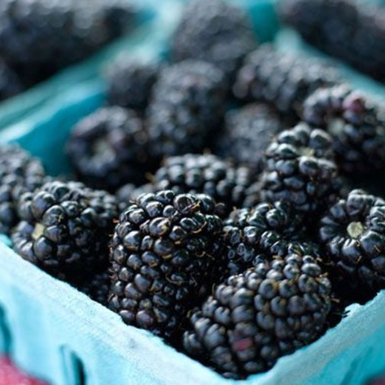 Blackberry  Murrindindi