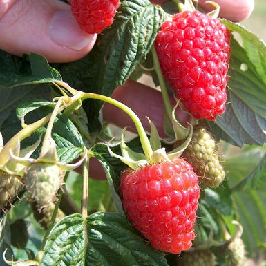 Raspberry Autumn Treasure