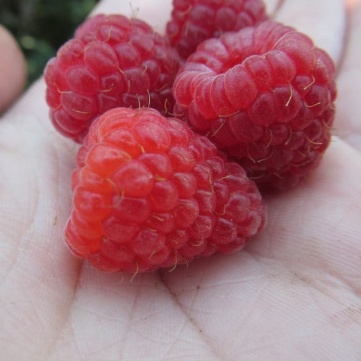 Raspberry Tadmore PBR – CleanGROW