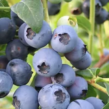 Blueberry Biloxi Paddock Ready