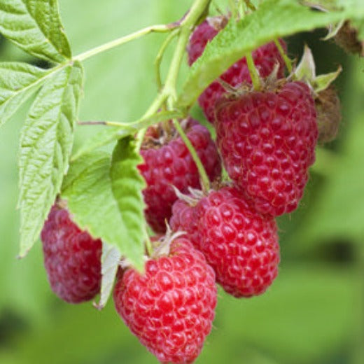 Raspberry Chilliwack – CleanGROW