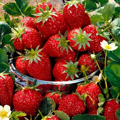 cambridge strawberry seeds Strawberry Cambridge Rival – CleanGROW